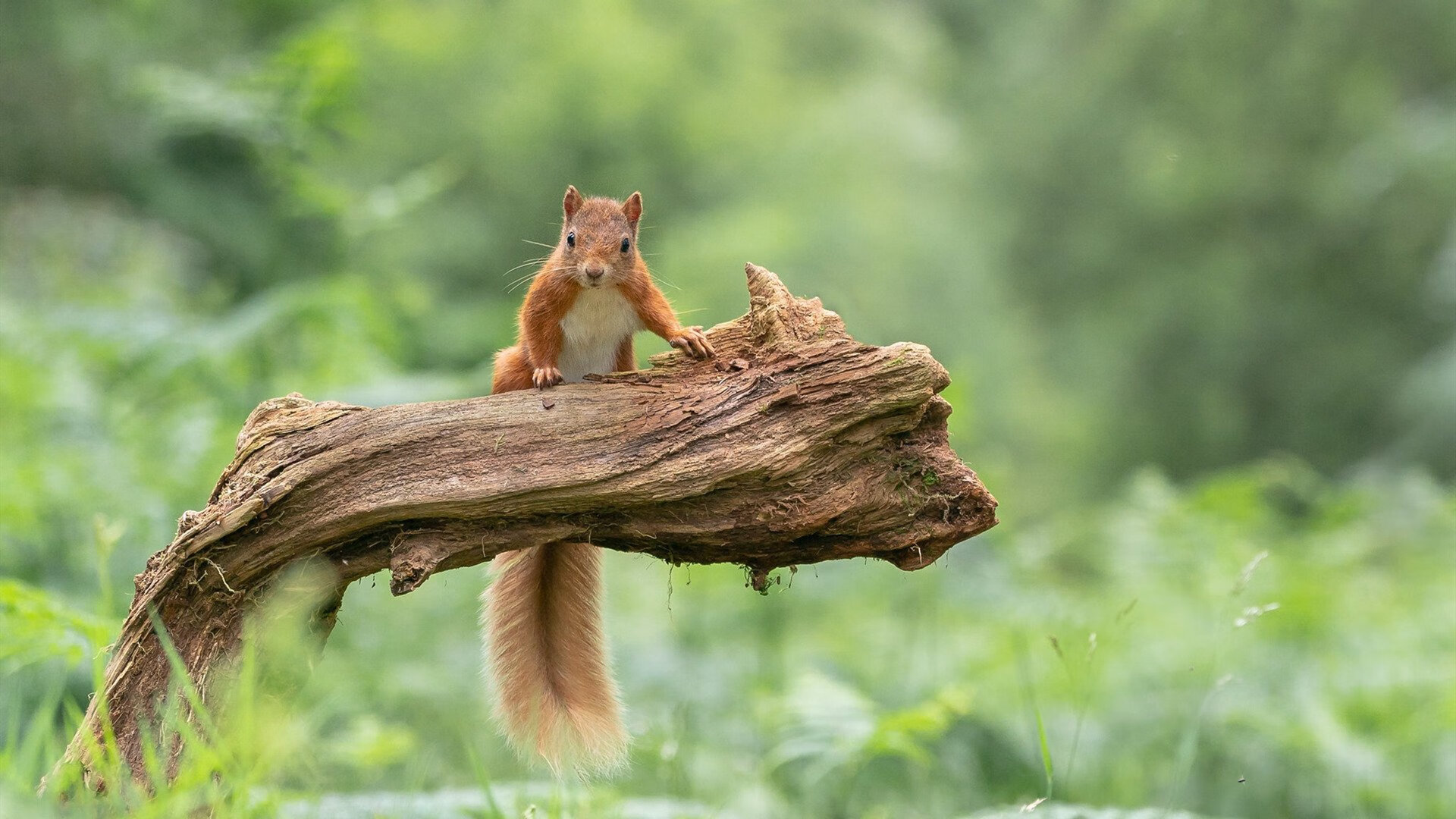 开云平台-《Xiaohu：带领RNG再添辉煌，冲刺世界冠军》，rng夺冠小虎