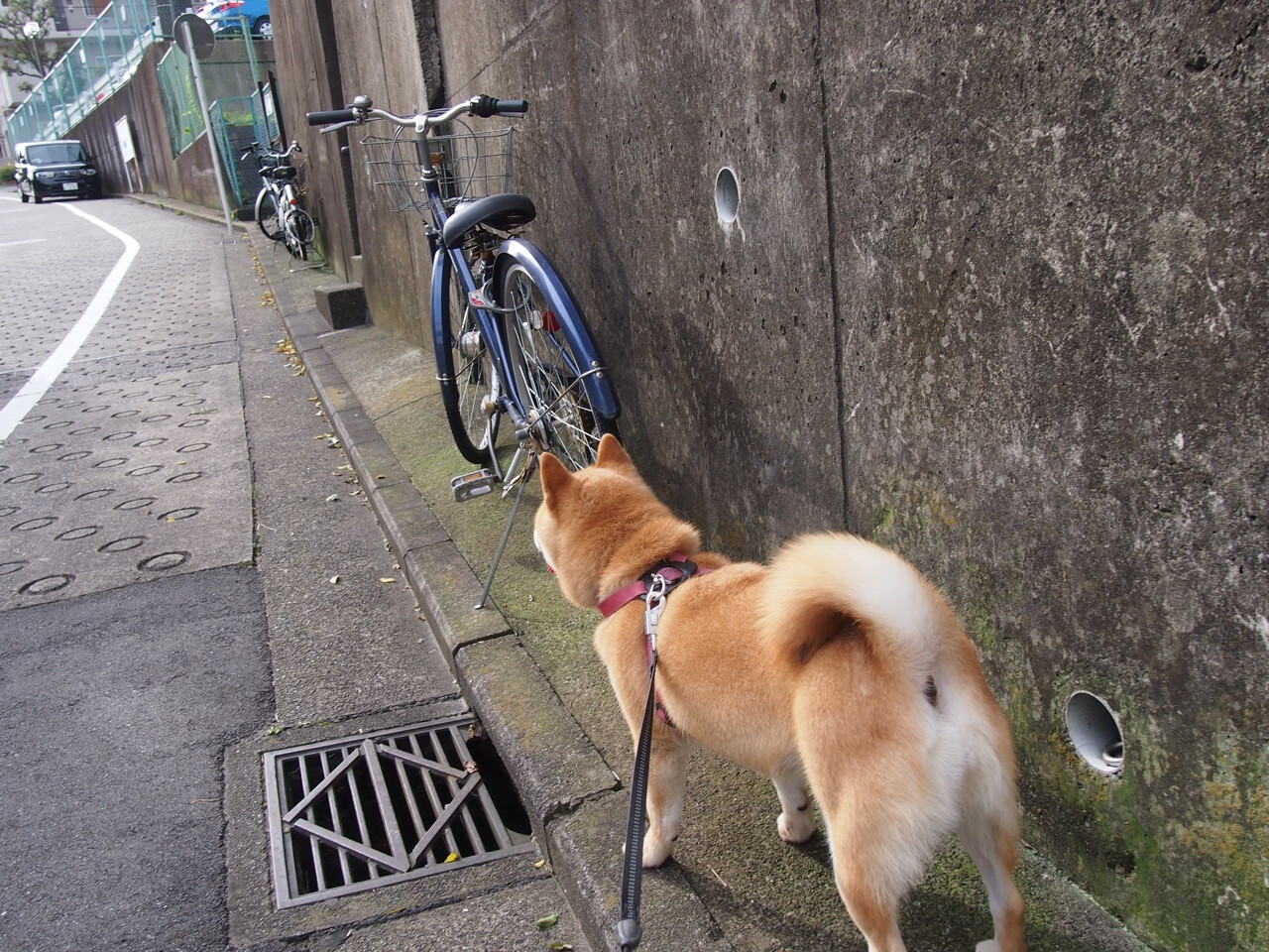 开云体育入口-德甲主场优势明显，拜仁慕尼黑豪取连胜，德甲拜仁慕尼黑直播